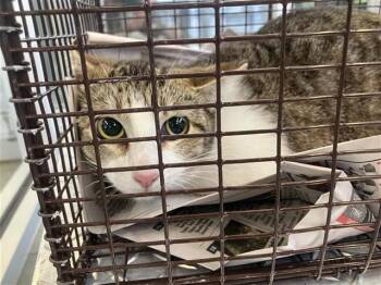 Domestic Short Hair Cats Available for Adoption - FIFI | PetCurious