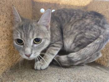 ZENITH -  Domestic Short Hair Cat for Adoption in Hagerstown, Maryland - ZENITH | PetCurious