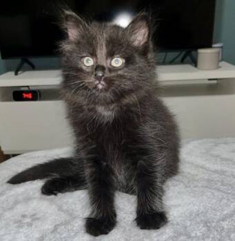 Domestic Short Hair Cats Available for Adoption in Vaughan, Ontario - Jaxson | PetCurious