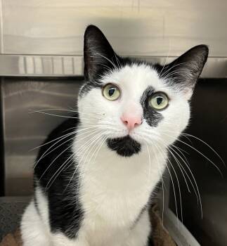 Rescue Domestic Short Hair Cats for Adoption in Golden, Colorado - Shakespeare | PetCurious