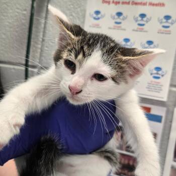 Spanky -  Domestic Short Hair Cat for Adoption in West Olive, Michigan - Spanky | PetCurious