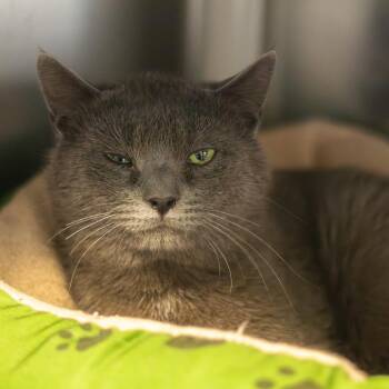 Domestic Short Hair Cats Available for Adoption in Wilmington, Delaware - Hamburger | PetCurious
