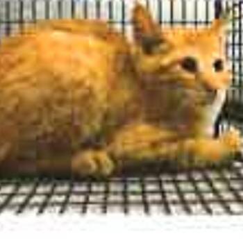 FWT Patty -  Domestic Short Hair Cat Available for Adoption in Midland, Texas - FWT Patty | PetCurious