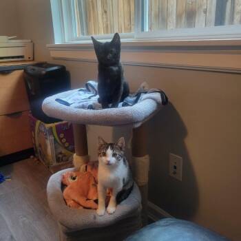 Parvati -  Domestic Short Hair Cat for Adoption in Abbotsford, British Columbia - Parvati | PetCurious