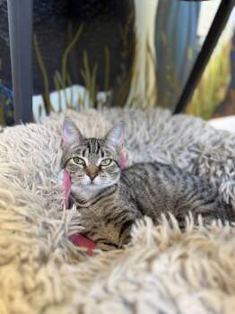 Rescue Domestic Short Hair Cats for Adoption in Harbor Springs, Michigan - Fiat | PetCurious