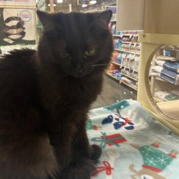 Domestic Long Hair Cats Available for Adoption - Mississippi | PetCurious