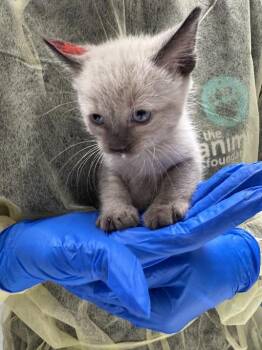 A1425556 -  Domestic Short Hair Cat for Adoption in Las Vegas, Nevada - A1425556 | PetCurious