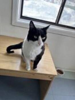 Domestic Short Hair Cats Available for Adoption - Ole | PetCurious