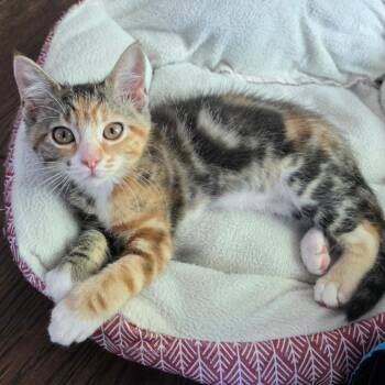 Feyre -  Domestic Short Hair Cat for Adoption in Kansas City, Missouri - Feyre | PetCurious