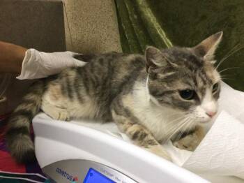 CINNAMON -  Domestic Short Hair Cat for Adoption in Riverside, California - CINNAMON | PetCurious