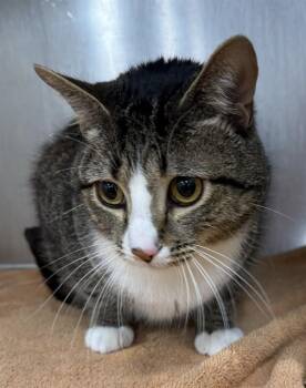 BIG MAN -  Domestic Short Hair Cat for Adoption - BIG MAN | PetCurious