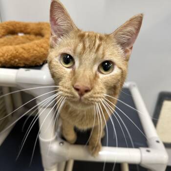 Domestic Short Hair Cats Available for Adoption in Converse, Texas - Wyatt | PetCurious