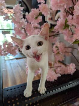 Snowball -  Domestic Short Hair Cat for Adoption in Gun Barrel City, Texas - Snowball | PetCurious