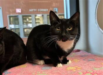 Rescue Domestic Short Hair Cats for Adoption in San Jose, California - CHARLOTTE | PetCurious