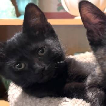 Domestic Short Hair Cats Available for Adoption in Santa Rosa, California - Shadow | PetCurious