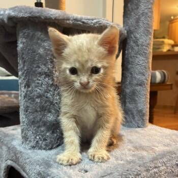 Sunchip -  Domestic Short Hair Cat for Adoption in Columbia, Missouri - Sunchip | PetCurious