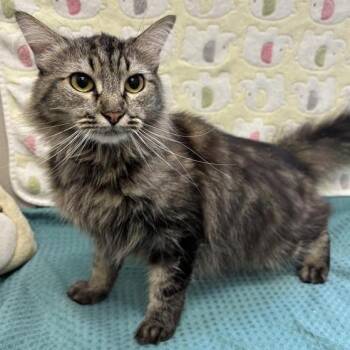 Chillona -  Domestic Medium Hair Cat for Adoption in Long Beach, California - Chillona | PetCurious
