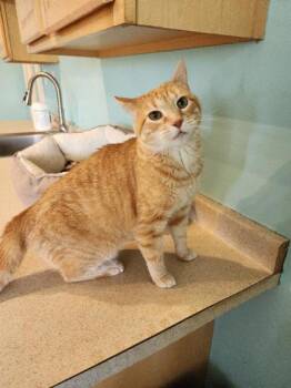 Chloe -  Domestic Short Hair and Tabby Cat for Adoption in Fairfield, Iowa - Chloe | PetCurious