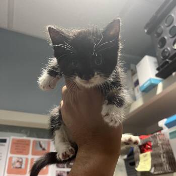 Domestic Medium Hair Cats Available for Adoption in Chattanooga, Tennessee - Buttons | PetCurious