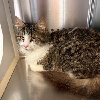Domestic Medium Hair Cats Available for Adoption in Norman, Oklahoma - Ludo | PetCurious