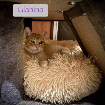Rescue Domestic Short Hair Cats for Adoption in Tulsa, Oklahoma - Gianina | PetCurious