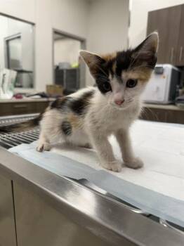 ALICIA -  Domestic Short Hair Cat Available for Adoption in Baytown, Texas - ALICIA | PetCurious