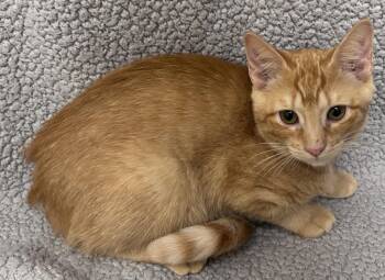 Magnolia -  Domestic Short Hair Cat for Adoption in Madison, Georgia - Magnolia | PetCurious