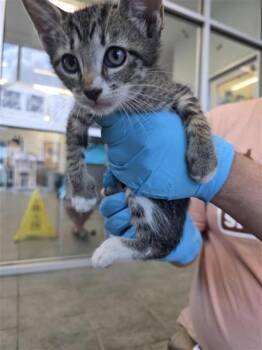 KITTY1 -  Domestic Short Hair Cat for Adoption in San Antonio, Texas - KITTY1 | PetCurious