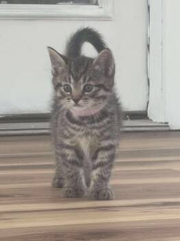 Rescue Domestic Short Hair and Tabby Cats for Adoption in New York, New York - Jemma | PetCurious