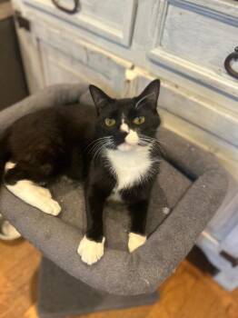 Nugget -  Domestic Short Hair Cat Available for Adoption in Orlando, Florida - Nugget | PetCurious