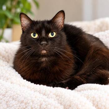Valerie -  Domestic Long Hair Cat for Adoption in Hopkinton, Massachusetts - Valerie | PetCurious