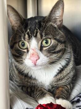 Domestic Short Hair Cats Available for Adoption - Oliver | PetCurious