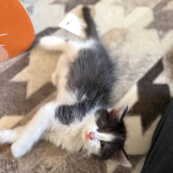 Dani -  Domestic Medium Hair Cat for Adoption in Los Angeles, California - Dani | PetCurious