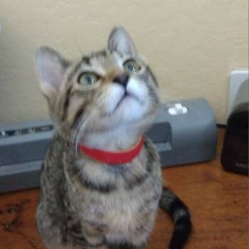 Rescue Domestic Short Hair Cats for Adoption in Arizona City, Arizona - Maid Marian/Gracie | PetCurious