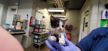 DULCET -  Domestic Short Hair Cat for Adoption in Aurora, Illinois - DULCET | PetCurious
