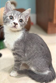 Rescue Domestic Short Hair Cats for Adoption in Oviedo, Florida - Tilde | PetCurious