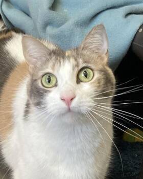Domestic Short Hair Cats Available for Adoption in Novato, California - Ella | PetCurious