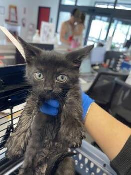 Mercury -  Domestic Short Hair Cat for Adoption in West Chester, Pennsylvania - Mercury | PetCurious