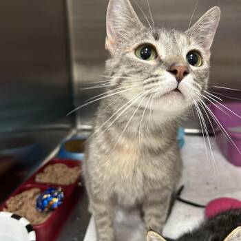 Dilute Tortoiseshell Cats Available for Adoption in La Grange Park, Illinois - Isla | PetCurious