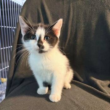 Domestic Short Hair Cats Available for Adoption in Belleville, Illinois - Rue | PetCurious