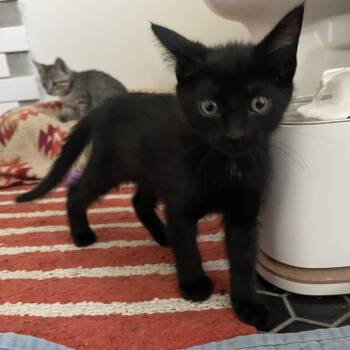 Domestic Short Hair Cats Available for Adoption in Bloomington, Illinois - Larkspur | PetCurious