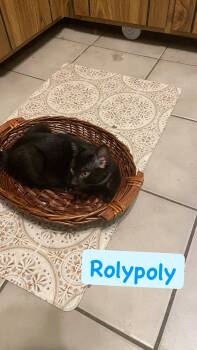 Roly-poly -  Domestic Short Hair Cat for Adoption in Crown Point, Indiana - Roly-poly | PetCurious