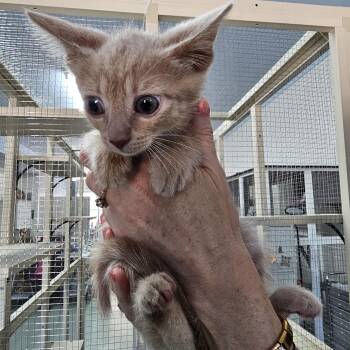 Colt -  Domestic Short Hair Cat for Adoption in Toledo, Ohio - Colt | PetCurious