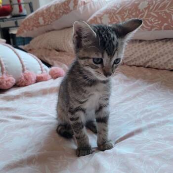 Rescue Domestic Short Hair Cats for Adoption in Los Angeles, California - Toby Tabby | PetCurious