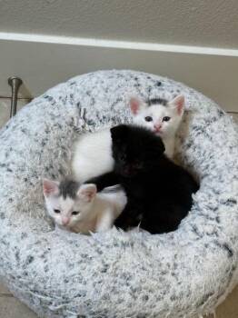 Scottsdale -  Domestic Short Hair Cat for Adoption in Mission Viejo, California - Scottsdale | PetCurious