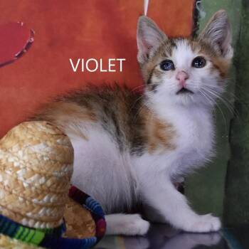 Violet -  Domestic Short Hair Cat for Adoption in Kanab, Utah - Violet | PetCurious