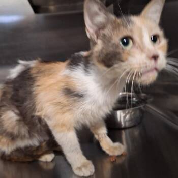 Camp Counselor -  Domestic Short Hair Cat for Adoption in Austin, Texas - Camp Counselor | PetCurious