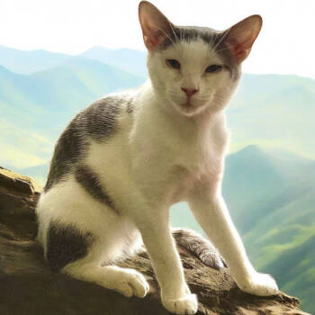 Rescue Domestic Short Hair Cats for Adoption in Enid, Oklahoma - Romeo | PetCurious