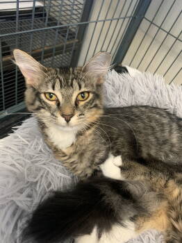 Rescue Domestic Medium Hair Cats for Adoption in Sanford, Florida - Elizabeth | PetCurious