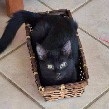 SHINE -  Domestic Short Hair Cat for Adoption in Gresham, Wisconsin - SHINE | PetCurious